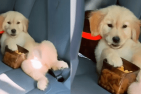 puppy car video
