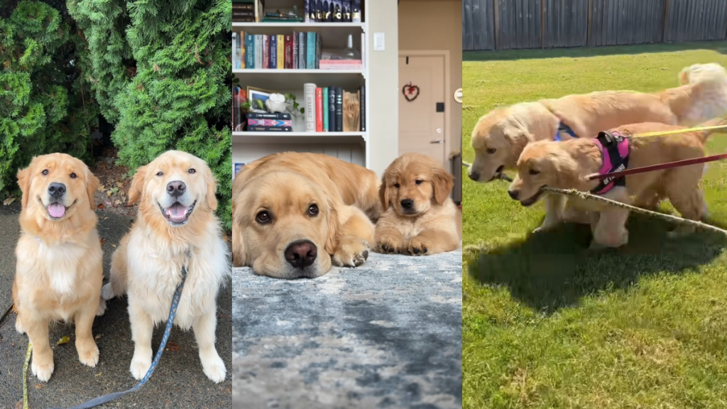 Golden Retrievers video