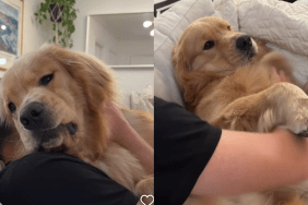 Golden Retriever belly scratch video