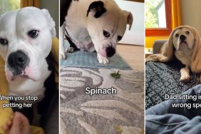 adopted dog video