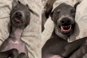 dog sleep video