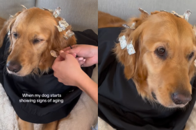 adorable dog video