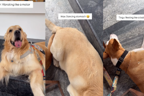 funny dog video
