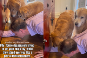funny dogs video