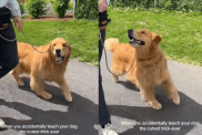 adorable dog video