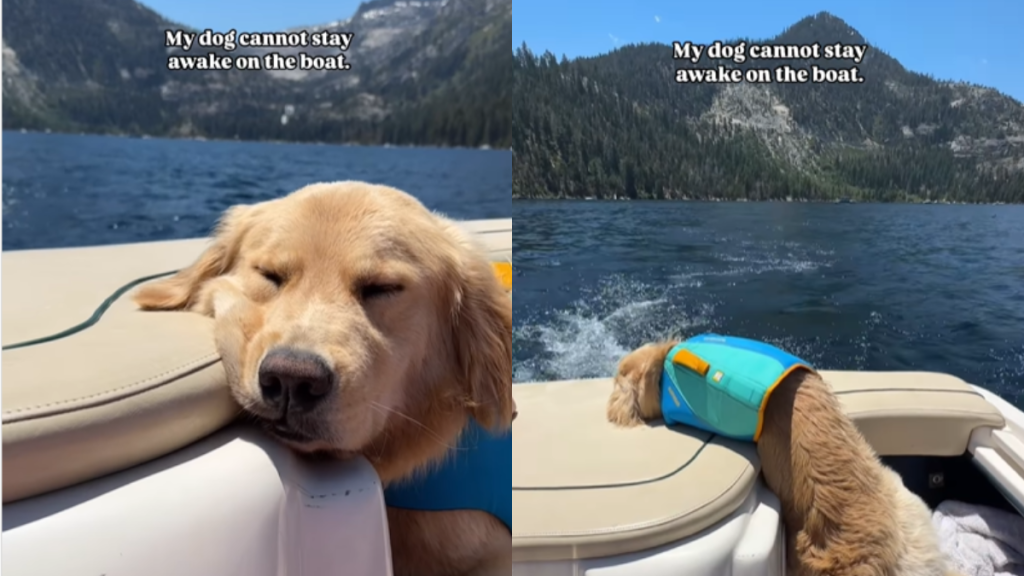 adorable dog video