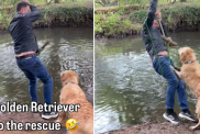 funny dog video