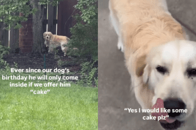 funny dog video