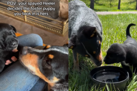adorable dog video