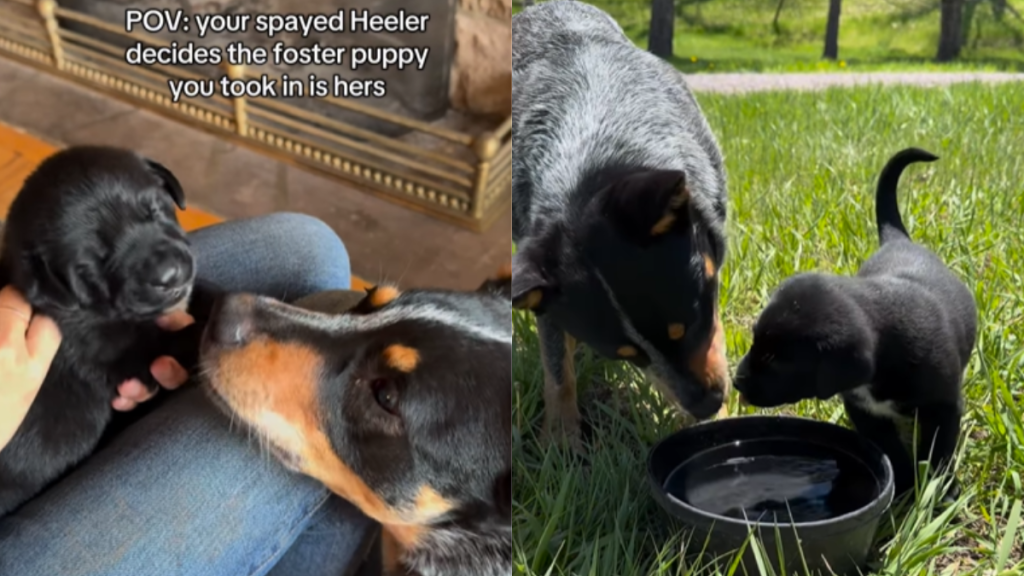 adorable dog video