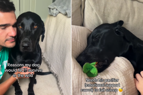 funny dog video