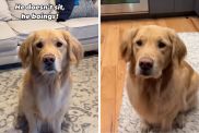dog sitting video