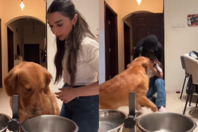 adorable dog video