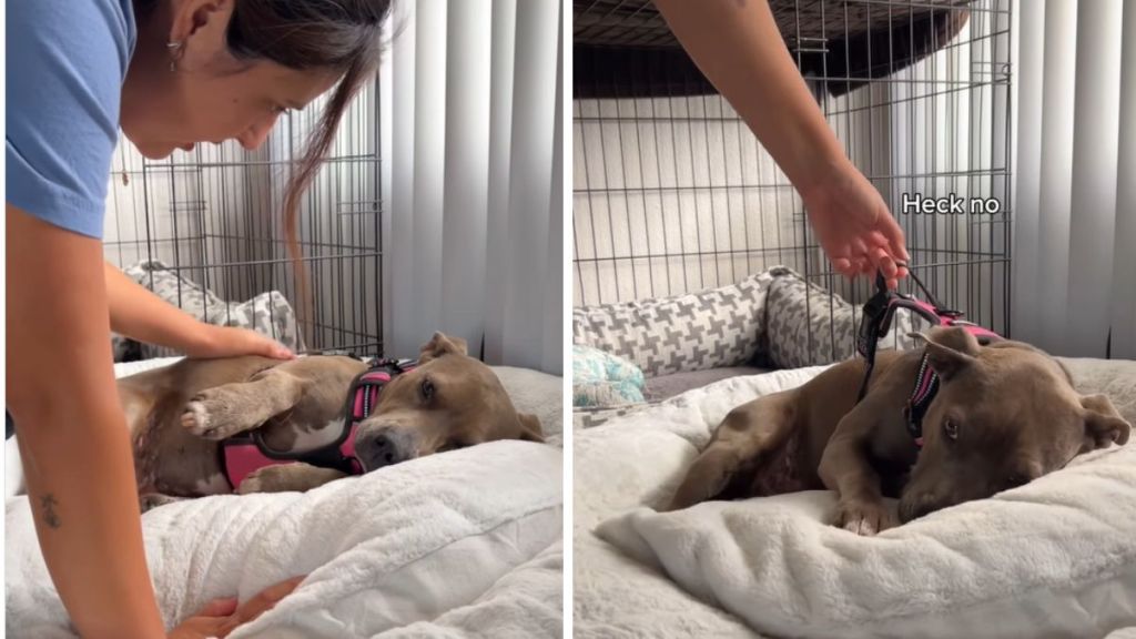 dog bath video