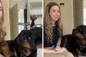 owner copy dog video
