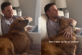 adorable dog video