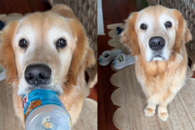 adorable dog video