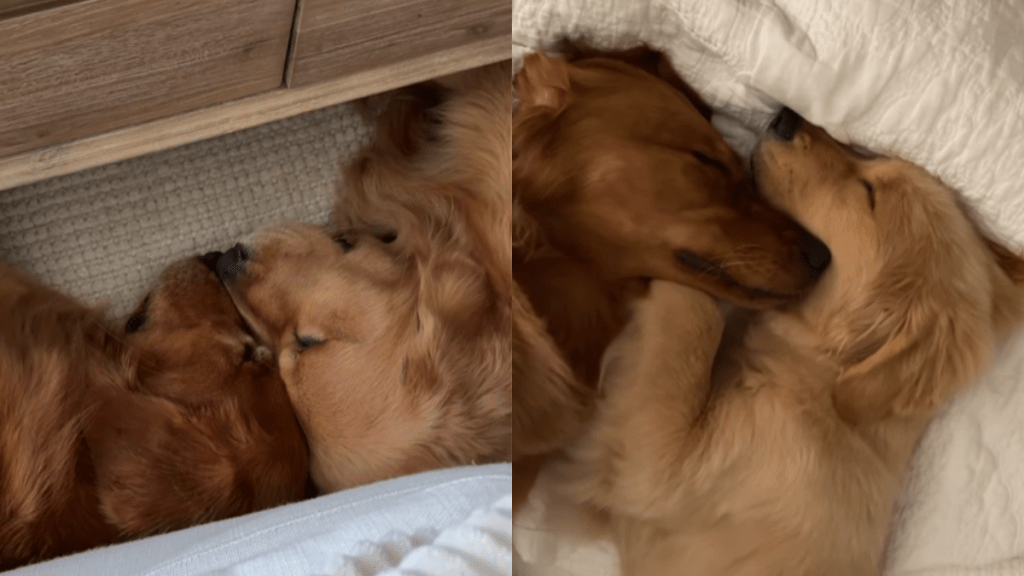 adorable dog video