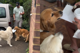 adorable dog video