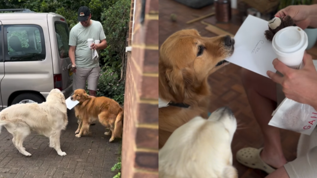 adorable dog video