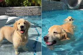 funny dog video