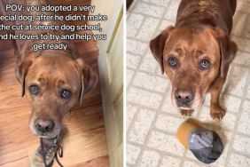 service dog help video