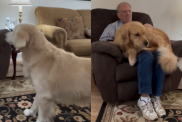 funny dog video