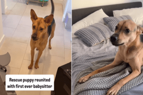 adorable dog video