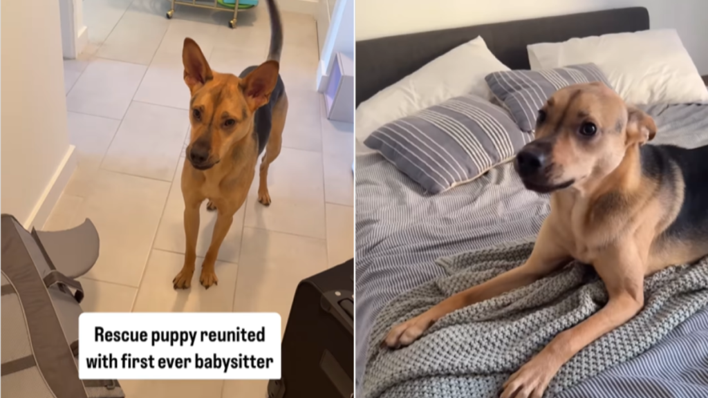 adorable dog video