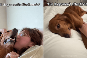 adorable dog video