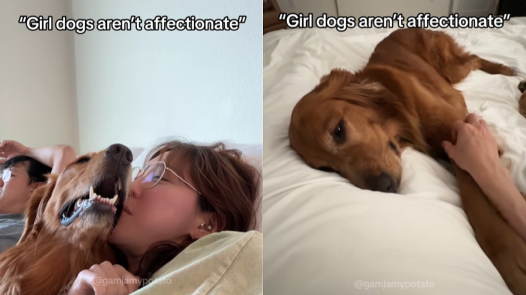 adorable dog video
