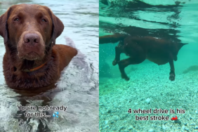 adorable dog video