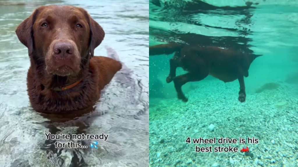 adorable dog video
