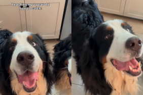 funny dog video