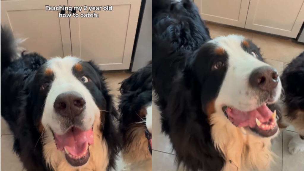 funny dog video