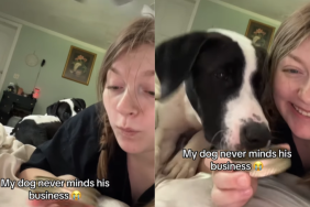 funny dog video