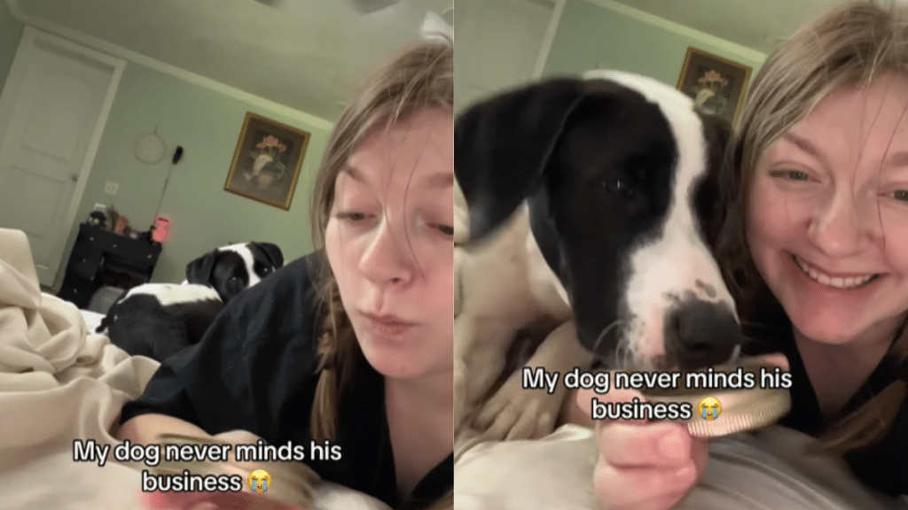 funny dog video