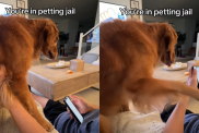 funny dog video