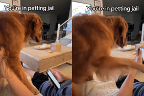 funny dog video