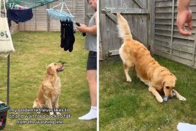 Golden Retriever sock video