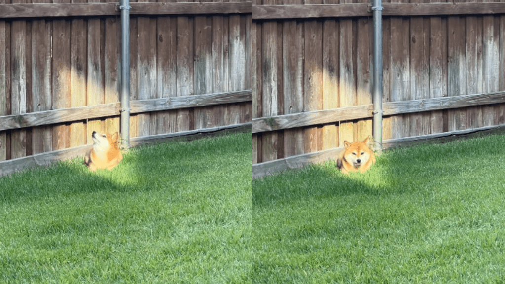 cute dog video