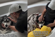 Husky dog thunderstorm video