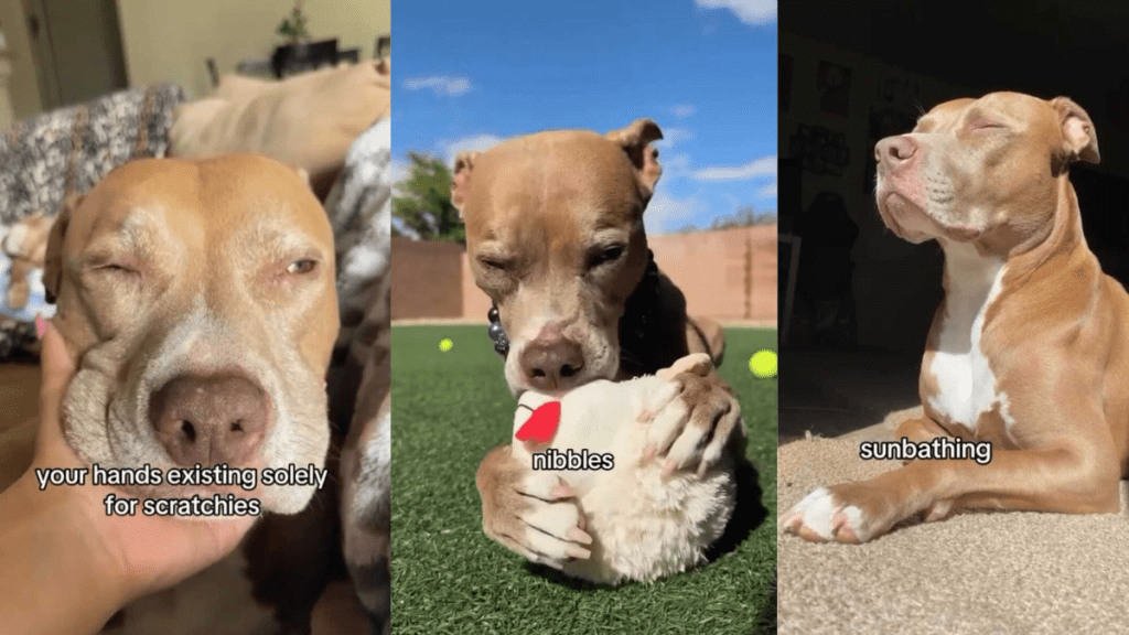 Pit Bull video
