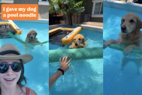 Dog pool noodle video