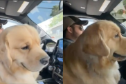 Golden Retriever clingy video