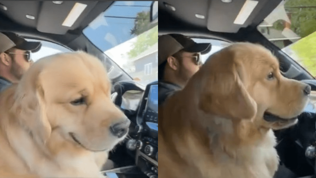 Golden Retriever clingy video