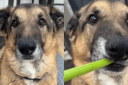 dog celery video