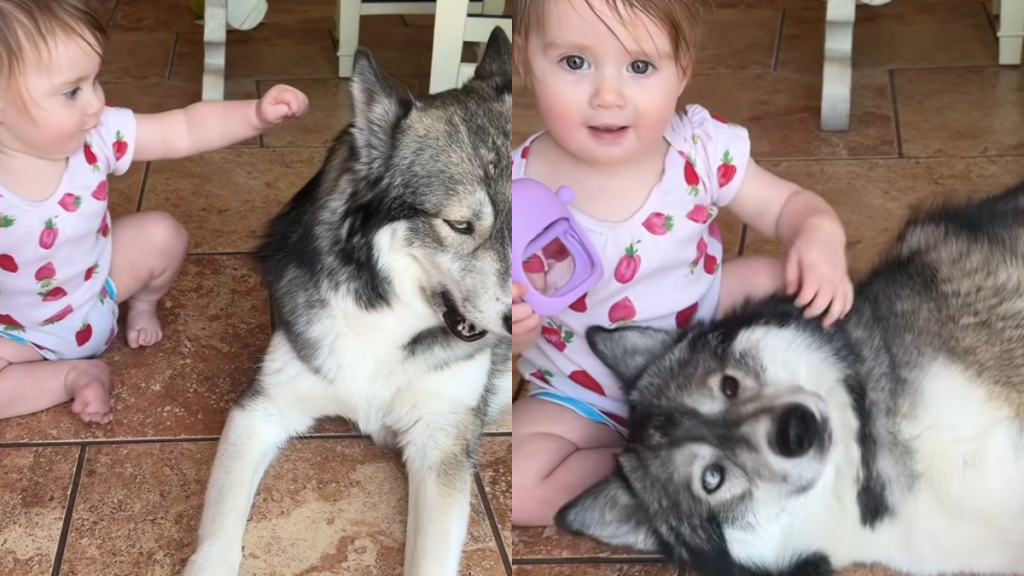 Husky baby pets video