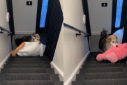 dog plushies video