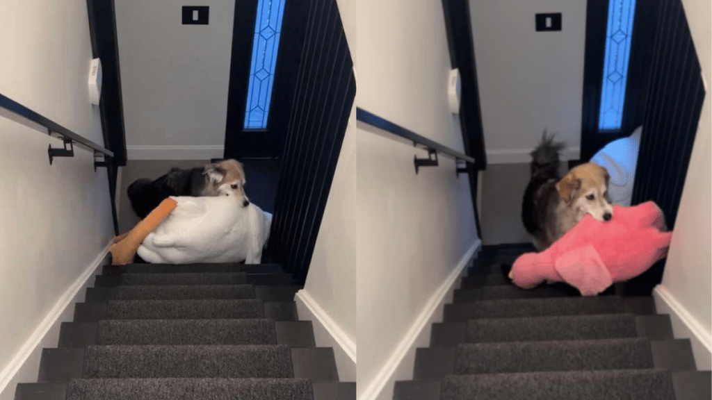 dog plushies video